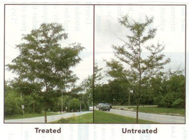 Untreated vs Treated trees