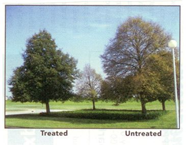 Treated vs Untreated trees