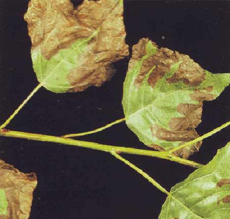 leaf scorch