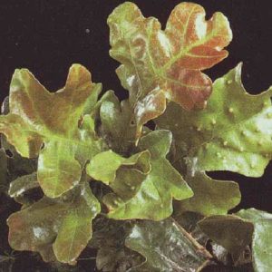 oak leaf blister