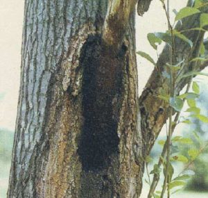 slime flux oak tree