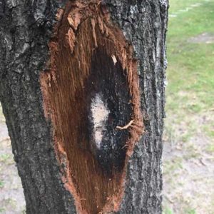 diseased tree